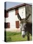 Donkey Near St. Jean Pied De Port, Basque Country, Pyrenees-Atlantiques, Aquitaine, France-R H Productions-Stretched Canvas