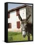 Donkey Near St. Jean Pied De Port, Basque Country, Pyrenees-Atlantiques, Aquitaine, France-R H Productions-Framed Stretched Canvas