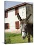 Donkey Near St. Jean Pied De Port, Basque Country, Pyrenees-Atlantiques, Aquitaine, France-R H Productions-Stretched Canvas