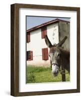 Donkey Near St. Jean Pied De Port, Basque Country, Pyrenees-Atlantiques, Aquitaine, France-R H Productions-Framed Photographic Print