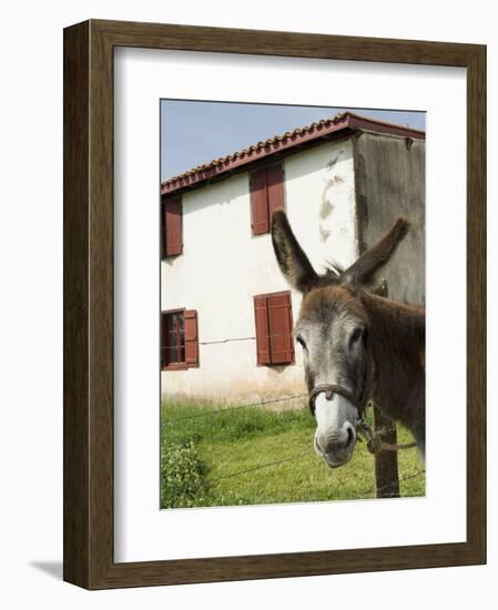 Donkey Near St. Jean Pied De Port, Basque Country, Pyrenees-Atlantiques, Aquitaine, France-R H Productions-Framed Photographic Print