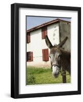 Donkey Near St. Jean Pied De Port, Basque Country, Pyrenees-Atlantiques, Aquitaine, France-R H Productions-Framed Photographic Print