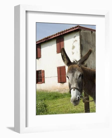 Donkey Near St. Jean Pied De Port, Basque Country, Pyrenees-Atlantiques, Aquitaine, France-R H Productions-Framed Photographic Print