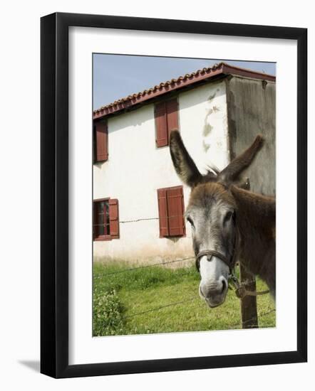 Donkey Near St. Jean Pied De Port, Basque Country, Pyrenees-Atlantiques, Aquitaine, France-R H Productions-Framed Photographic Print