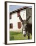 Donkey Near St. Jean Pied De Port, Basque Country, Pyrenees-Atlantiques, Aquitaine, France-R H Productions-Framed Photographic Print