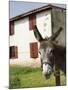 Donkey Near St. Jean Pied De Port, Basque Country, Pyrenees-Atlantiques, Aquitaine, France-R H Productions-Mounted Photographic Print