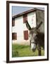 Donkey Near St. Jean Pied De Port, Basque Country, Pyrenees-Atlantiques, Aquitaine, France-R H Productions-Framed Photographic Print