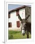 Donkey Near St. Jean Pied De Port, Basque Country, Pyrenees-Atlantiques, Aquitaine, France-R H Productions-Framed Photographic Print