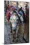 Donkey of the Souks Markets, Fes, Morocco, Africa-Kymri Wilt-Mounted Photographic Print