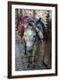 Donkey of the Souks Markets, Fes, Morocco, Africa-Kymri Wilt-Framed Photographic Print