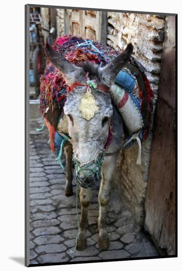 Donkey of the Souks Markets, Fes, Morocco, Africa-Kymri Wilt-Mounted Photographic Print