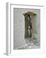 Donkey Peering Through Open Passage Way in White-Washed Wall in Ruined City-Howard Sochurek-Framed Photographic Print