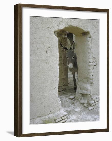 Donkey Peering Through Open Passage Way in White-Washed Wall in Ruined City-Howard Sochurek-Framed Photographic Print