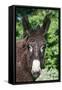 Donkey Poitou Breed-null-Framed Stretched Canvas