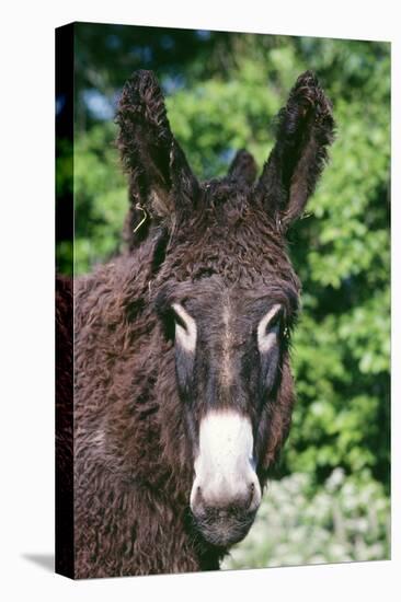 Donkey Poitou Breed-null-Stretched Canvas