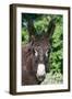 Donkey Poitou Breed-null-Framed Photographic Print