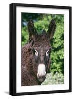 Donkey Poitou Breed-null-Framed Photographic Print