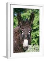 Donkey Poitou Breed-null-Framed Photographic Print