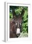 Donkey Poitou Breed-null-Framed Photographic Print