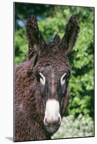 Donkey Poitou Breed-null-Mounted Photographic Print