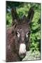 Donkey Poitou Breed-null-Mounted Photographic Print