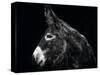 Donkey Portrait I-null-Stretched Canvas