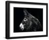 Donkey Portrait I-null-Framed Photographic Print