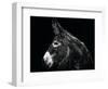 Donkey Portrait I-null-Framed Photographic Print