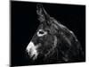 Donkey Portrait I-null-Mounted Photographic Print