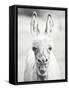 Donkey Portrait IV-null-Framed Stretched Canvas