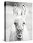 Donkey Portrait IV-null-Stretched Canvas