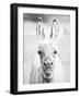 Donkey Portrait IV-null-Framed Photographic Print