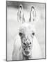 Donkey Portrait IV-null-Mounted Photographic Print