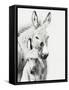 Donkey Portrait V-null-Framed Stretched Canvas