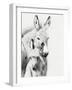 Donkey Portrait V-null-Framed Photographic Print