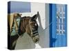 Donkey, Thira, Santorini, Cyclades Islands, Greece, Europe-Michael Short-Stretched Canvas