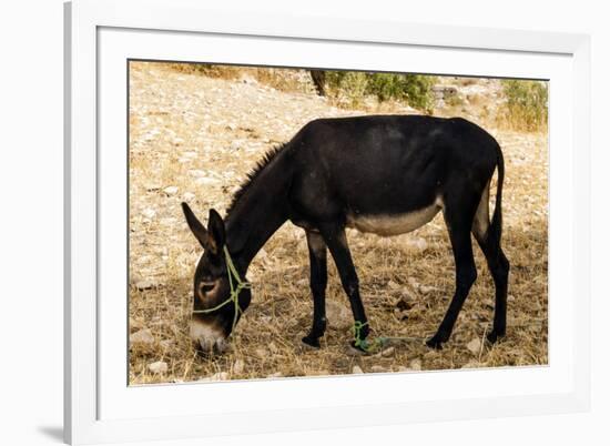 Donkey, Tunisia-Nico Tondini-Framed Premium Photographic Print