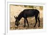 Donkey, Tunisia-Nico Tondini-Framed Premium Photographic Print