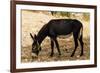 Donkey, Tunisia-Nico Tondini-Framed Premium Photographic Print