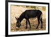 Donkey, Tunisia-Nico Tondini-Framed Premium Photographic Print