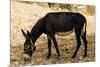 Donkey, Tunisia-Nico Tondini-Mounted Premium Photographic Print