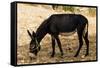 Donkey, Tunisia-Nico Tondini-Framed Stretched Canvas