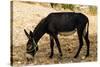 Donkey, Tunisia-Nico Tondini-Stretched Canvas