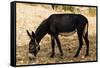 Donkey, Tunisia-Nico Tondini-Framed Stretched Canvas