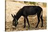 Donkey, Tunisia-Nico Tondini-Stretched Canvas