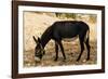 Donkey, Tunisia-Nico Tondini-Framed Photographic Print