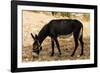 Donkey, Tunisia-Nico Tondini-Framed Photographic Print