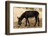 Donkey, Tunisia-Nico Tondini-Framed Photographic Print