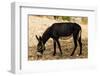 Donkey, Tunisia-Nico Tondini-Framed Photographic Print