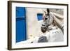 Donkey Waits at Cobbled Stairway, Santorini, Greece-David Noyes-Framed Photographic Print